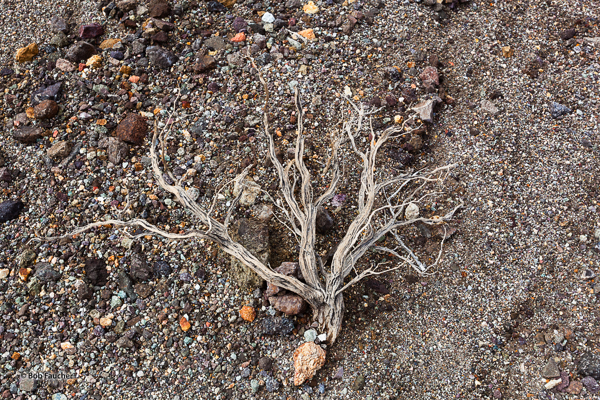 The flattened skeletal remains of sage brush lies in a bed of colorful gravel and sand at the base of the Black Mountains in...