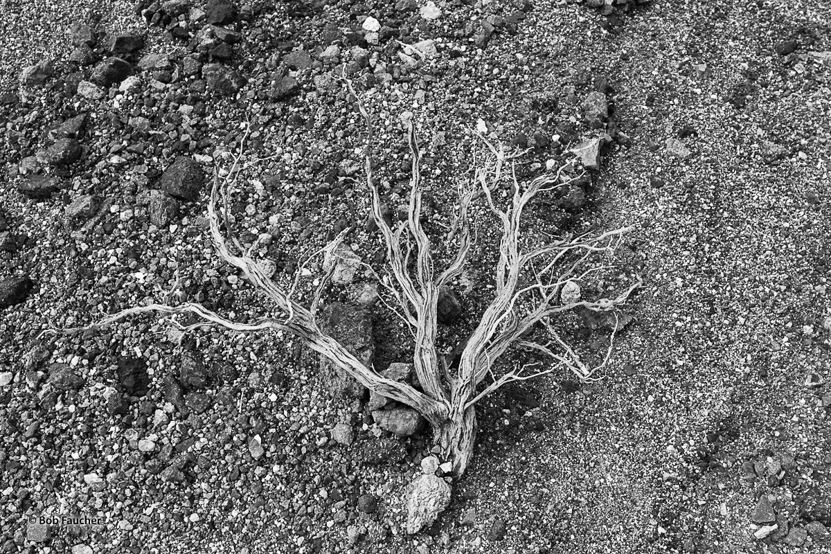 The flattened skeletal remains of sage brush lies in a bed of gravel and sand at the base of the Black Mountains in Death Valley...