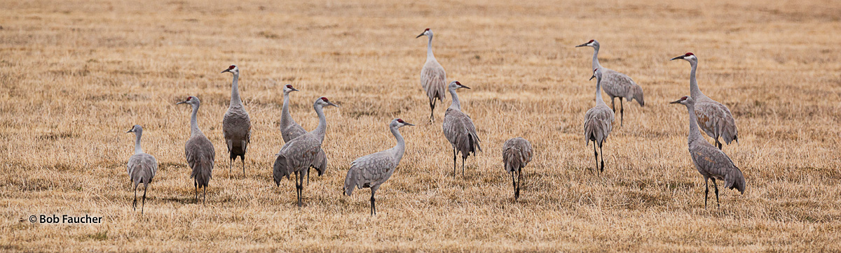 Sandhill Cranes forage in a field in the Wilcox Ditch along the Warner Highway on the way to Hart Mountain National Antelope...