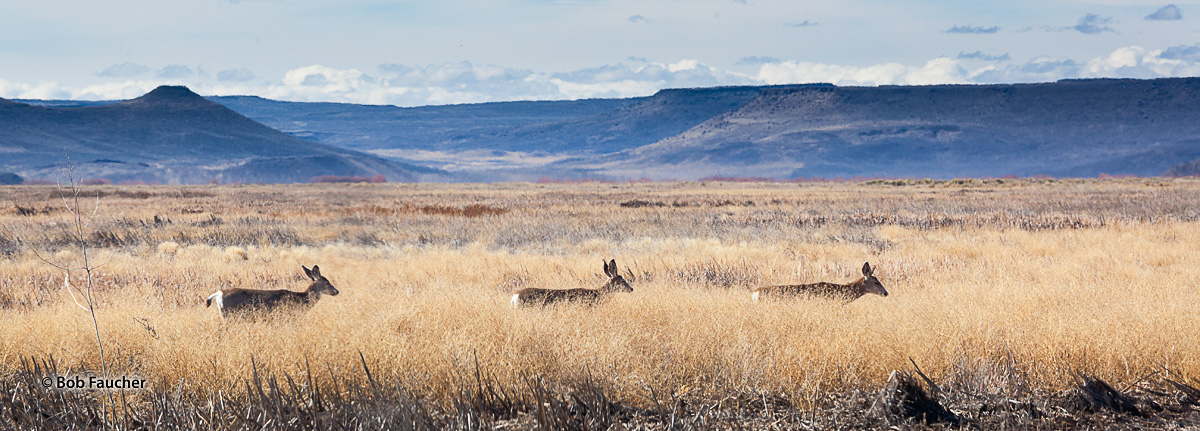 White Tail Deer make their way across Blitzen Valley in the Malheur National Wildlife Refuge with the Jackass Mountains on the...