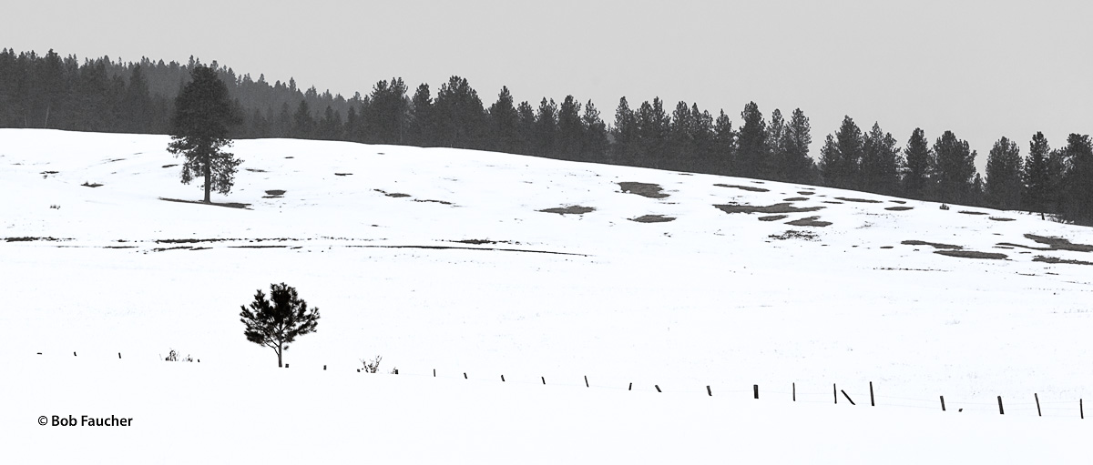 Deep snow engulfs a fence as it passes by a young conifer in a field