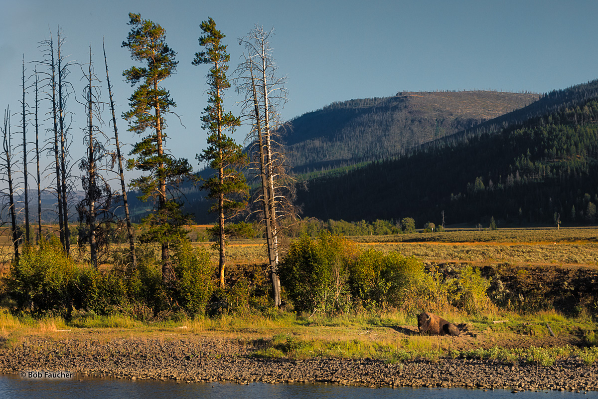 A large bison (Bison bison) rests along Soda Butte Creek near Lamar Valley on this late afternoon in August