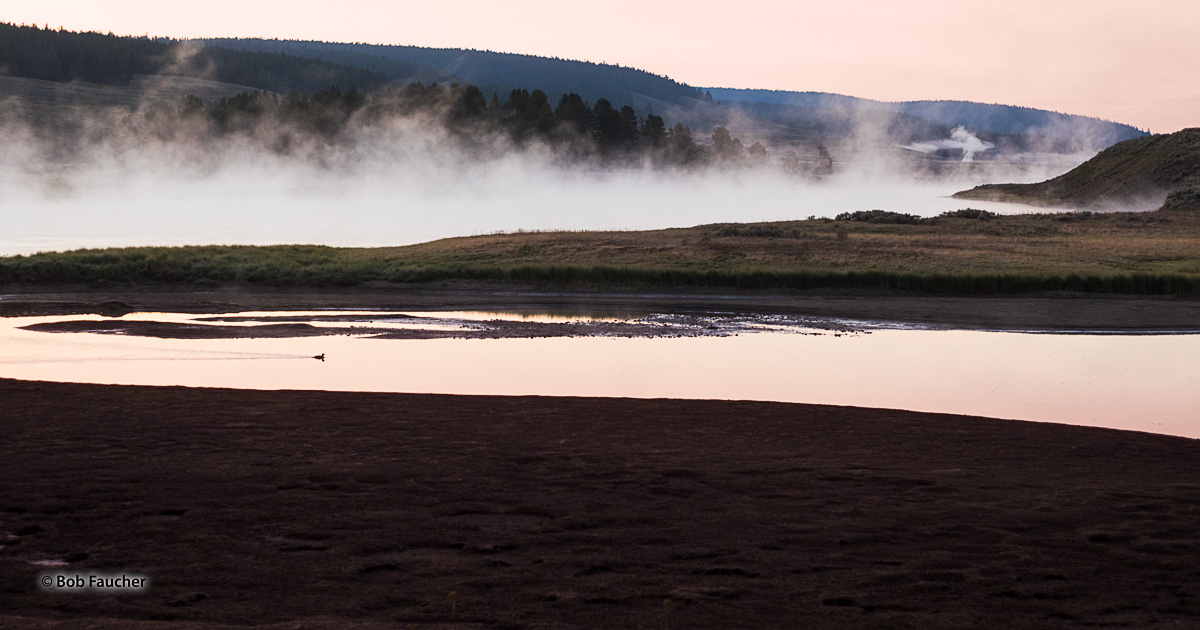 The pastel pink of dawn finds a single waterfowl paddling across a small side channel of the Yellowstone River with the main...