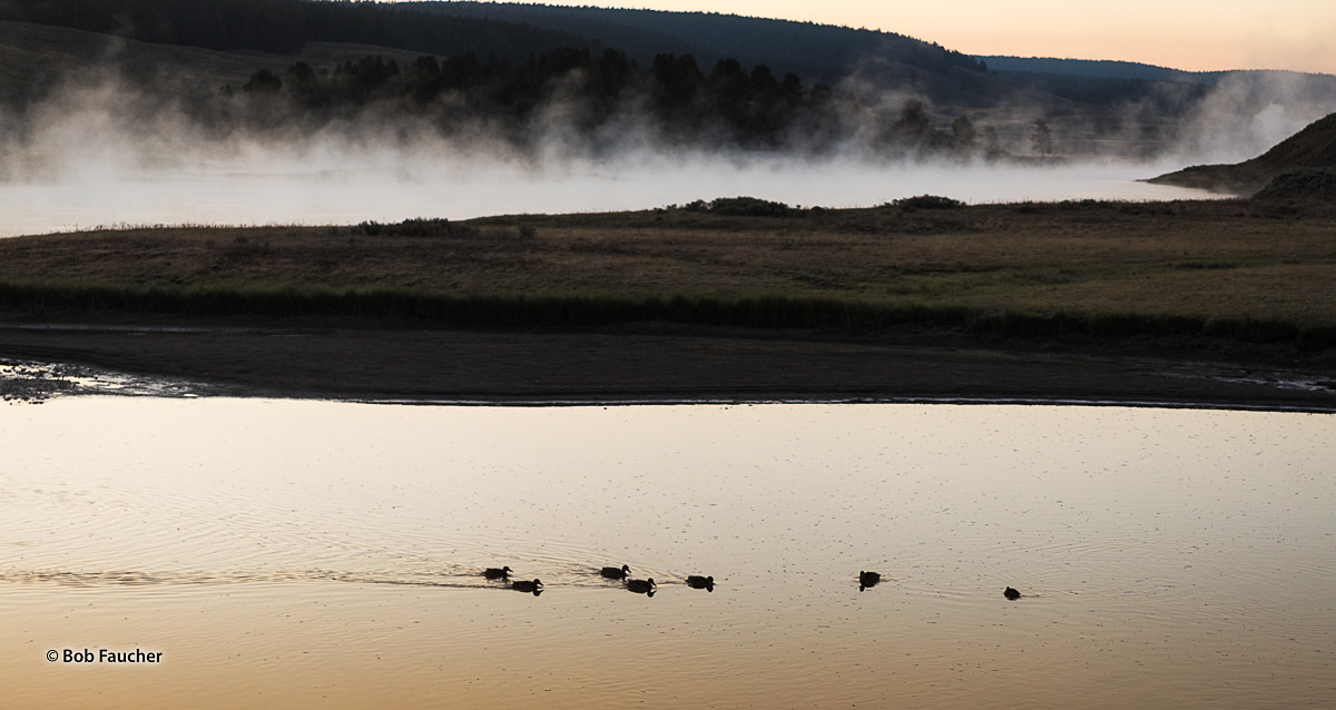 The golden hue of dawn finds a small raft of waterfowl paddling across a side channel of the Yellowstone River with the main...
