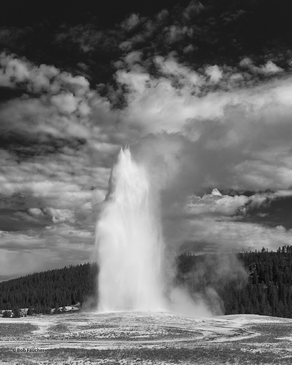 Old Faithful geyser in Yellowstone NP begins its eruption with a plume of super-heated water spewing up to 185 feet into the...
