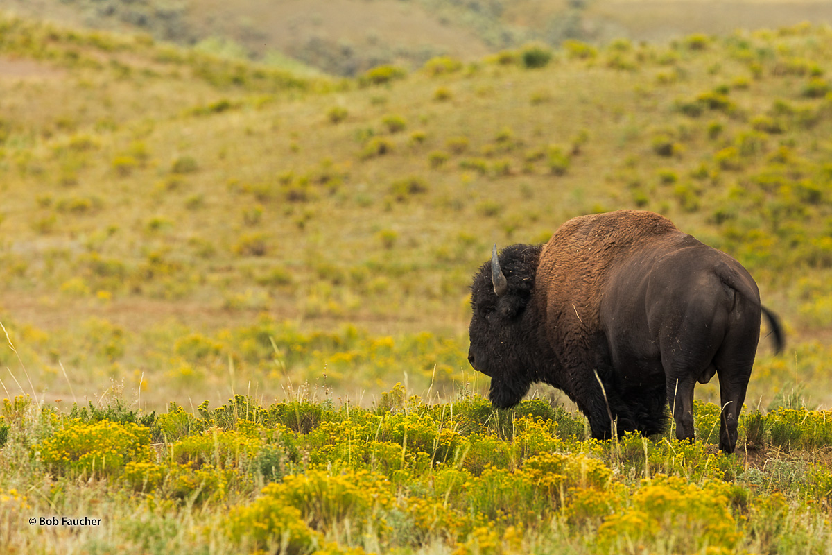 Massive bull Bison (Bison, bison) in peak physical condition at the start of the rut, pauses for a moment to scan the herd in...