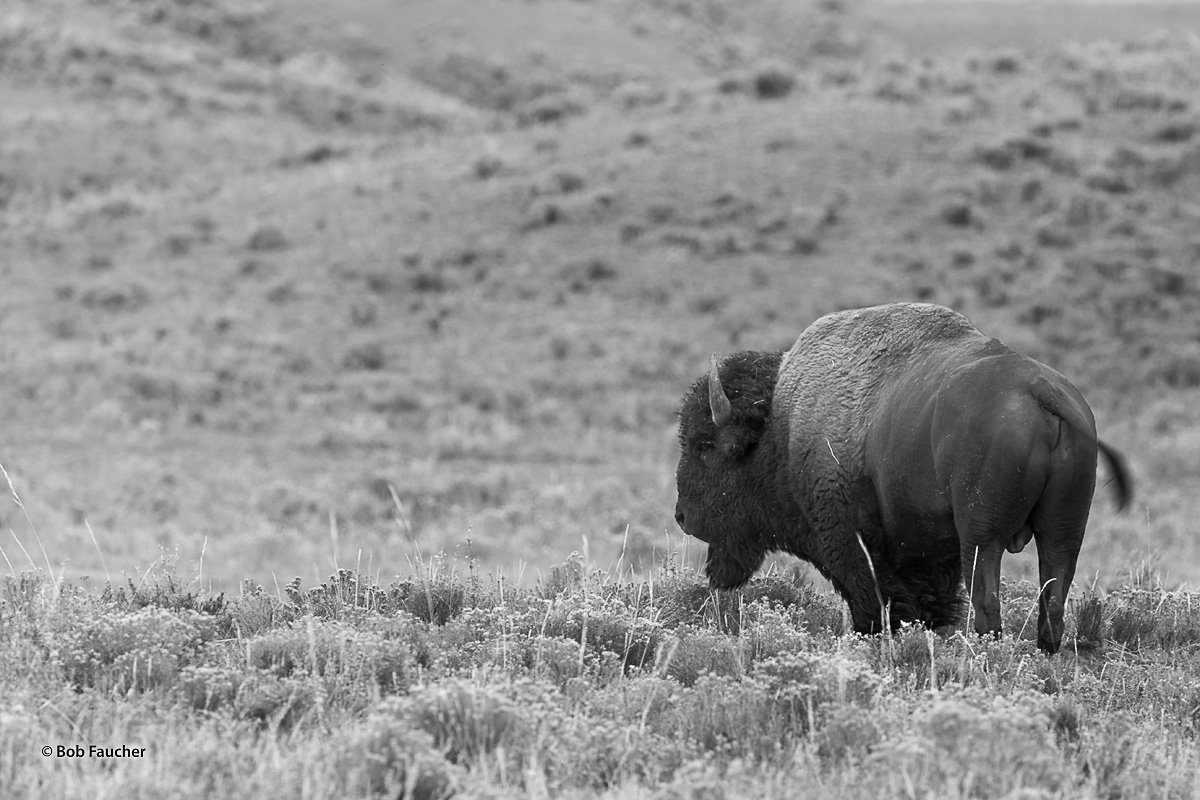 Massive bull Bison (Bison, bison) in peak physical condition at the start of the rut, pauses for a moment to scan the herd in...
