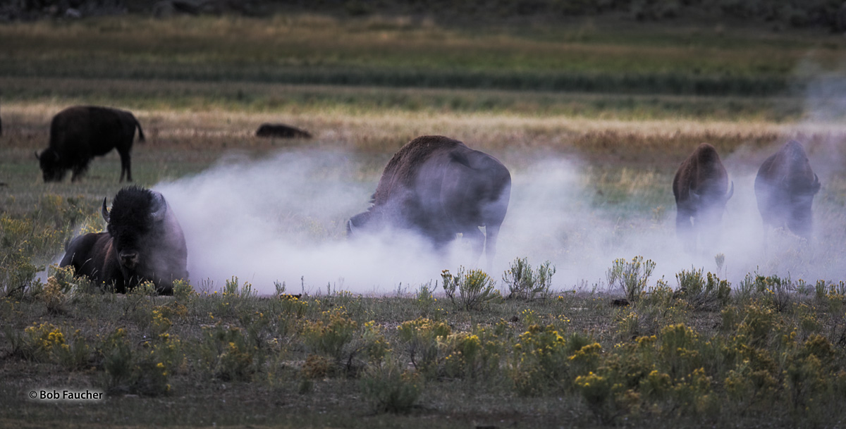 Small group of bison (Bison bison) indulge in a dust bath on a Summer afternoon