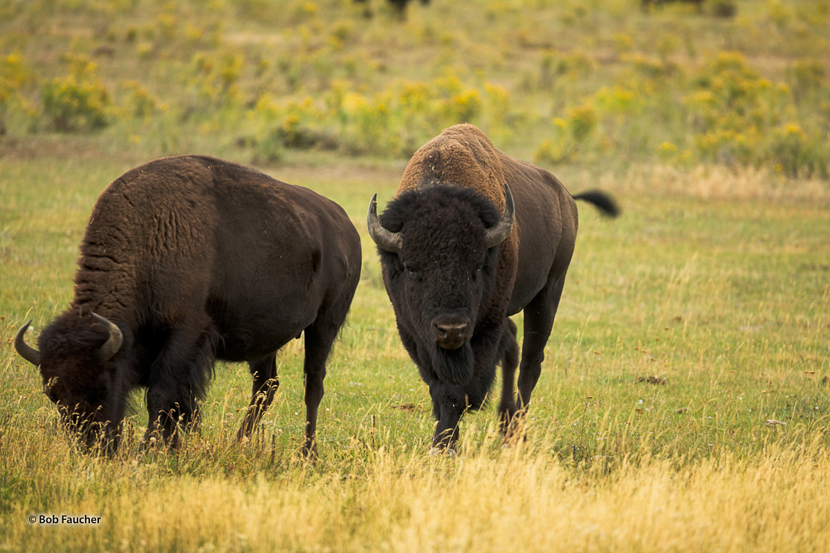 Large male Bison (Bison bison) stares intimidatingly at the camera after approaching a female, checking her state—estrous or...