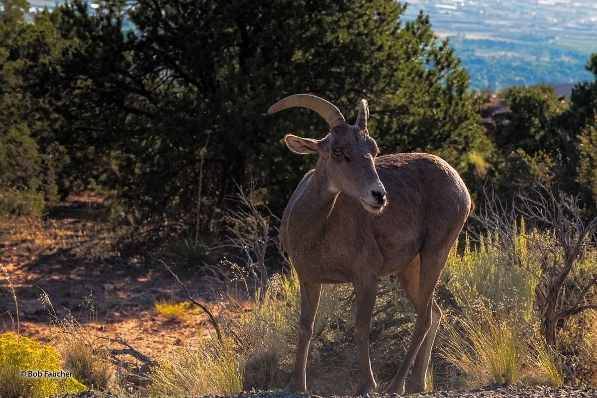 Morning backlight highlights this ewe's coat as she forages along the Rim Rock Drive and pauses to assess the photographer. The...