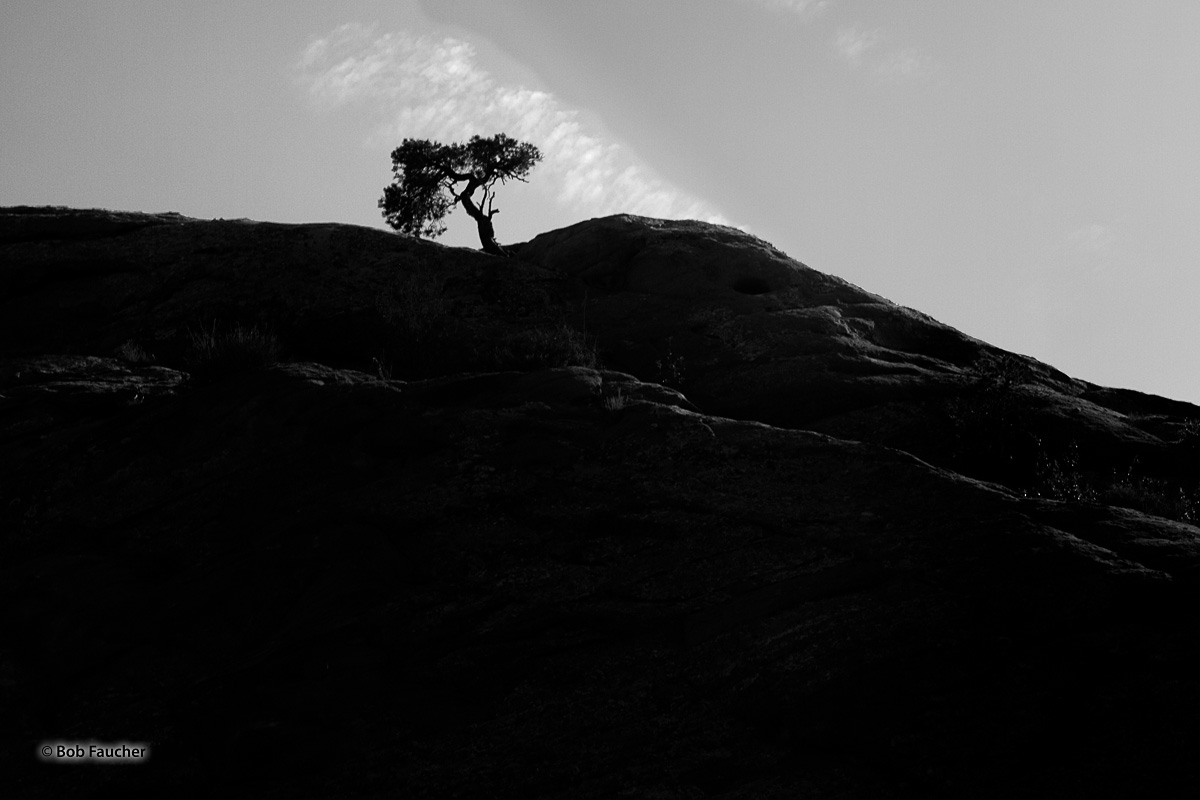 With light waning quickly a single tree stands out in stark contrast against the sky with only a few highlights remaining visible...