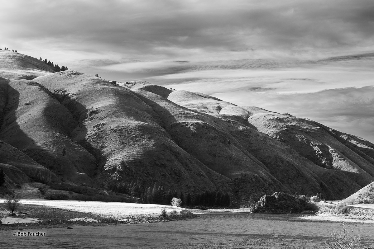 Near the confluence of Salt Creek with the Salmon River below the eastern foothills of the Wallowa-Whitman NF, a lone cottonwood...