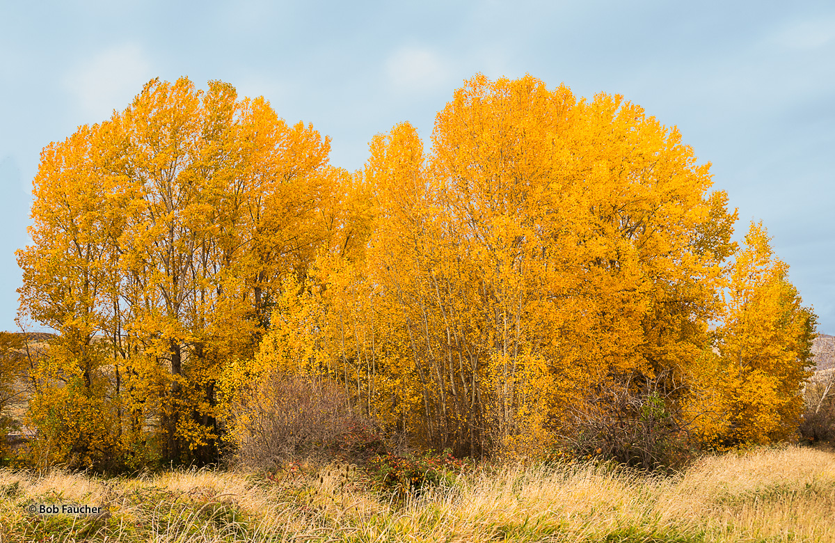 A small cluster of Cotttonwood trees form a dazzling display with their brilliant Fall colors