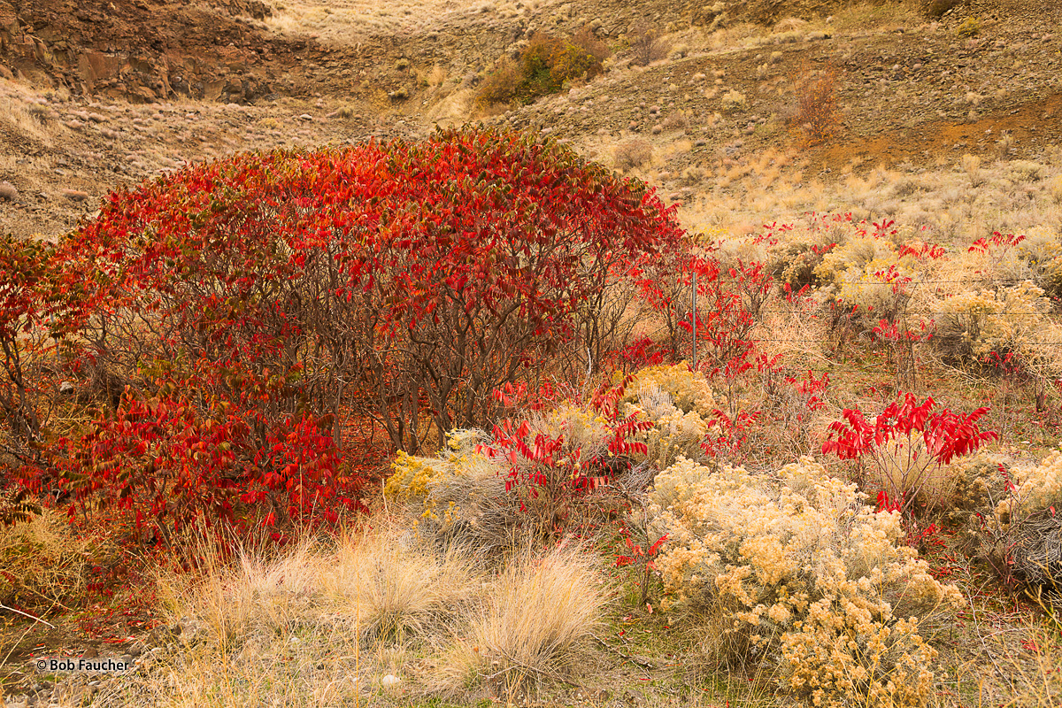 The red leaves of Smooth Sumac (Rhus glabra L.)  in the Fall are like pointed fiery tongues juxtaposed against the soft yellow...