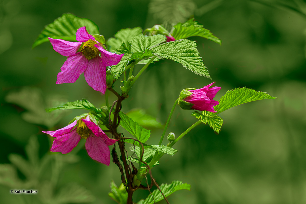 Salmonberrries (Rubus spectabilis) is a species of brambles in the rose family, native to the west coast of North America. This...