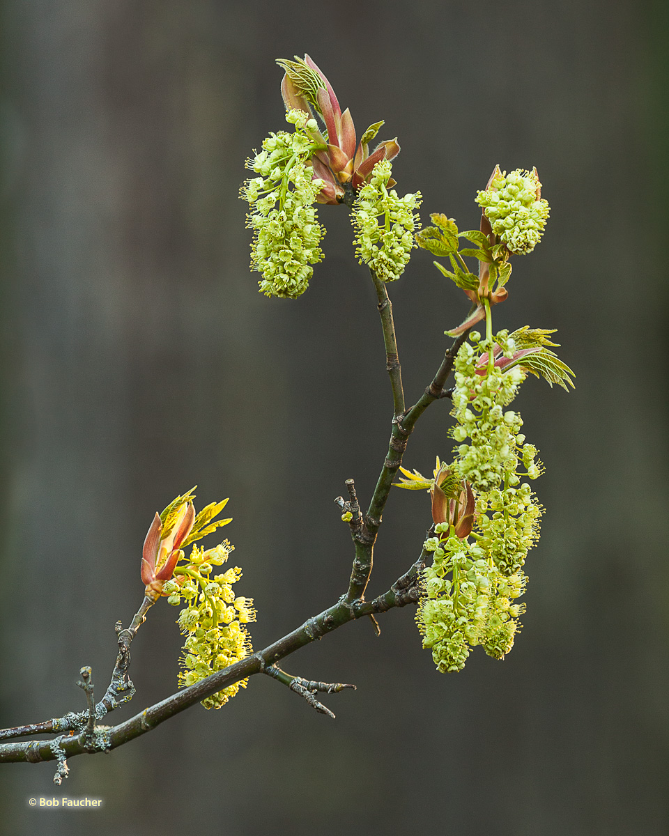 Maple catkins in full bloom stage, after fully emerging from their flower buds.