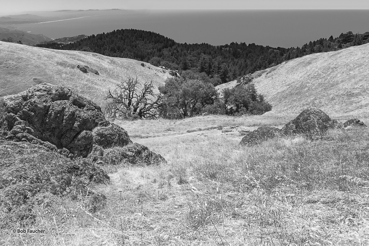 Outcroppings of green Serpentine, the state rock of California, are found all along the trails covering Mount Tamalpais, especially...