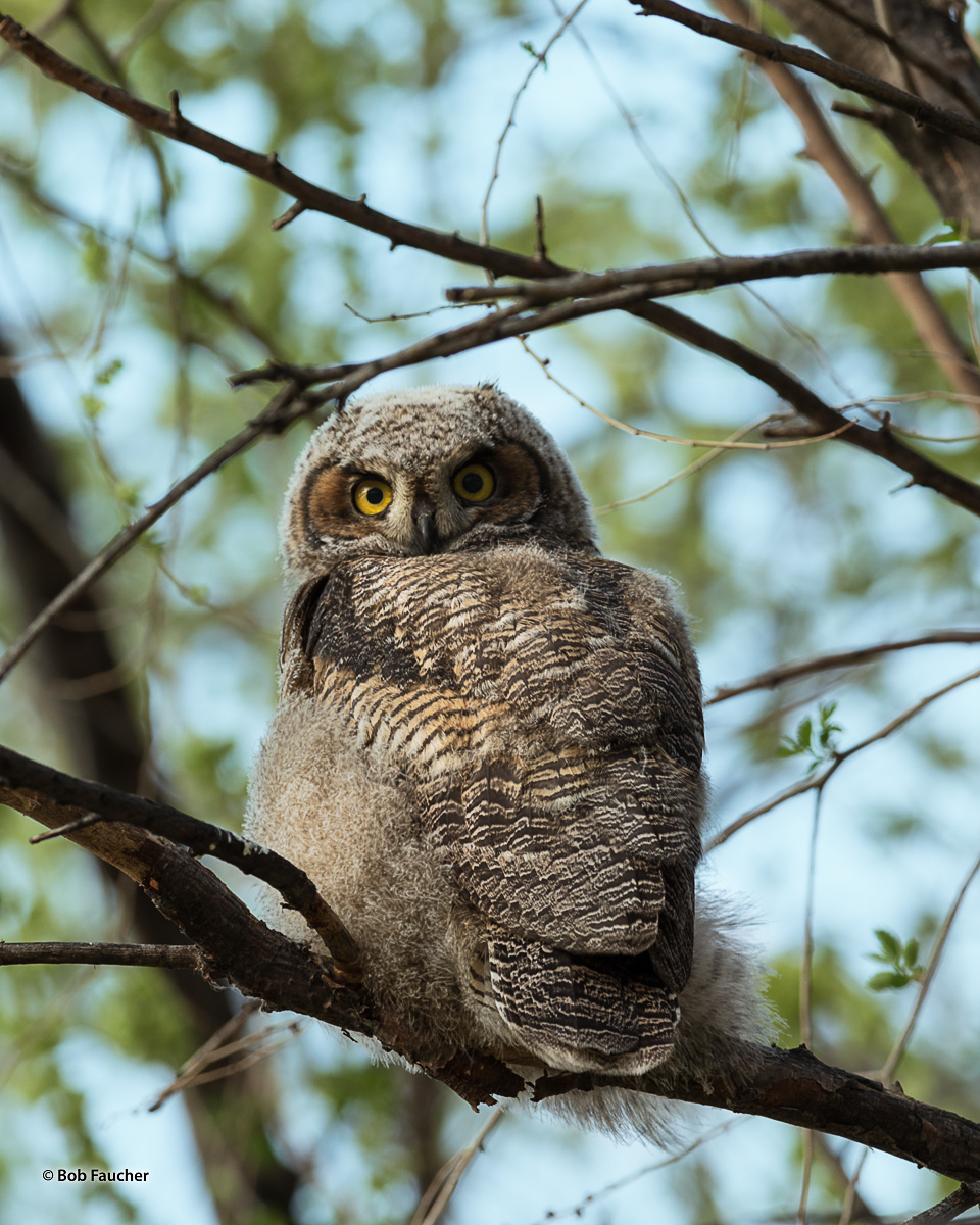 Baby owls are called owlets. Great Horned Owl owlets (Bubo virginianus) are nearly naked, and their eyes are closed at the time...