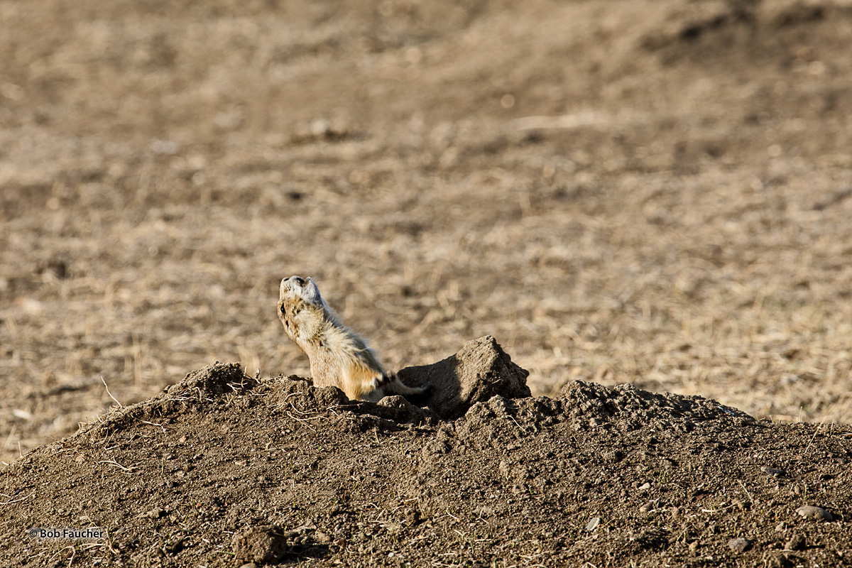Prairie dogs are colonial animals that live in complex networks of tunnels with multiple openings. Black-Tailed Prairie dogs (...