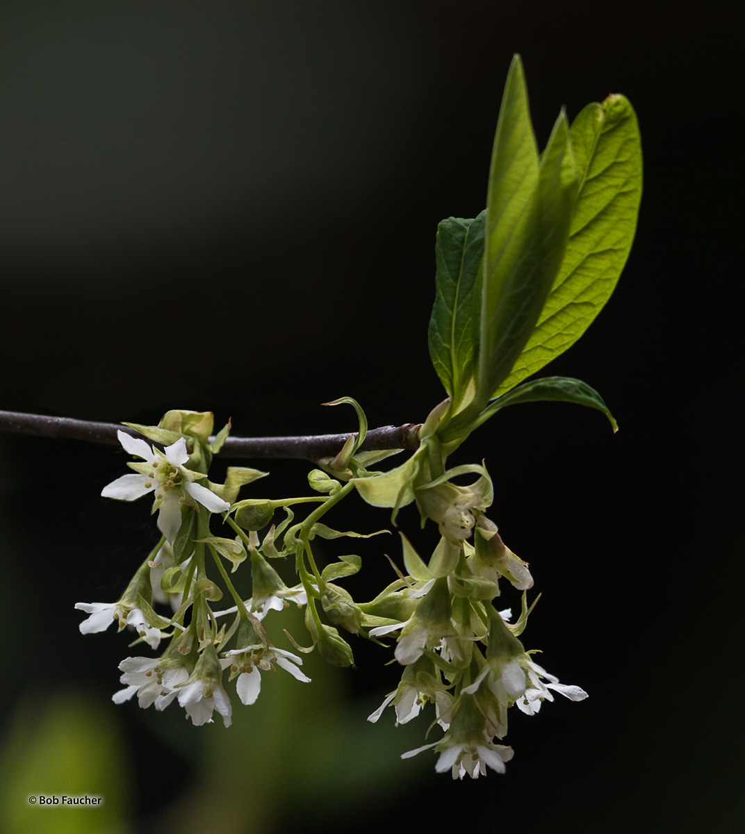 Oemleria cerasiformis, a shrub commonly known as osoberry or Indian plum, is the sole species in genus Oemleria. Native to the...