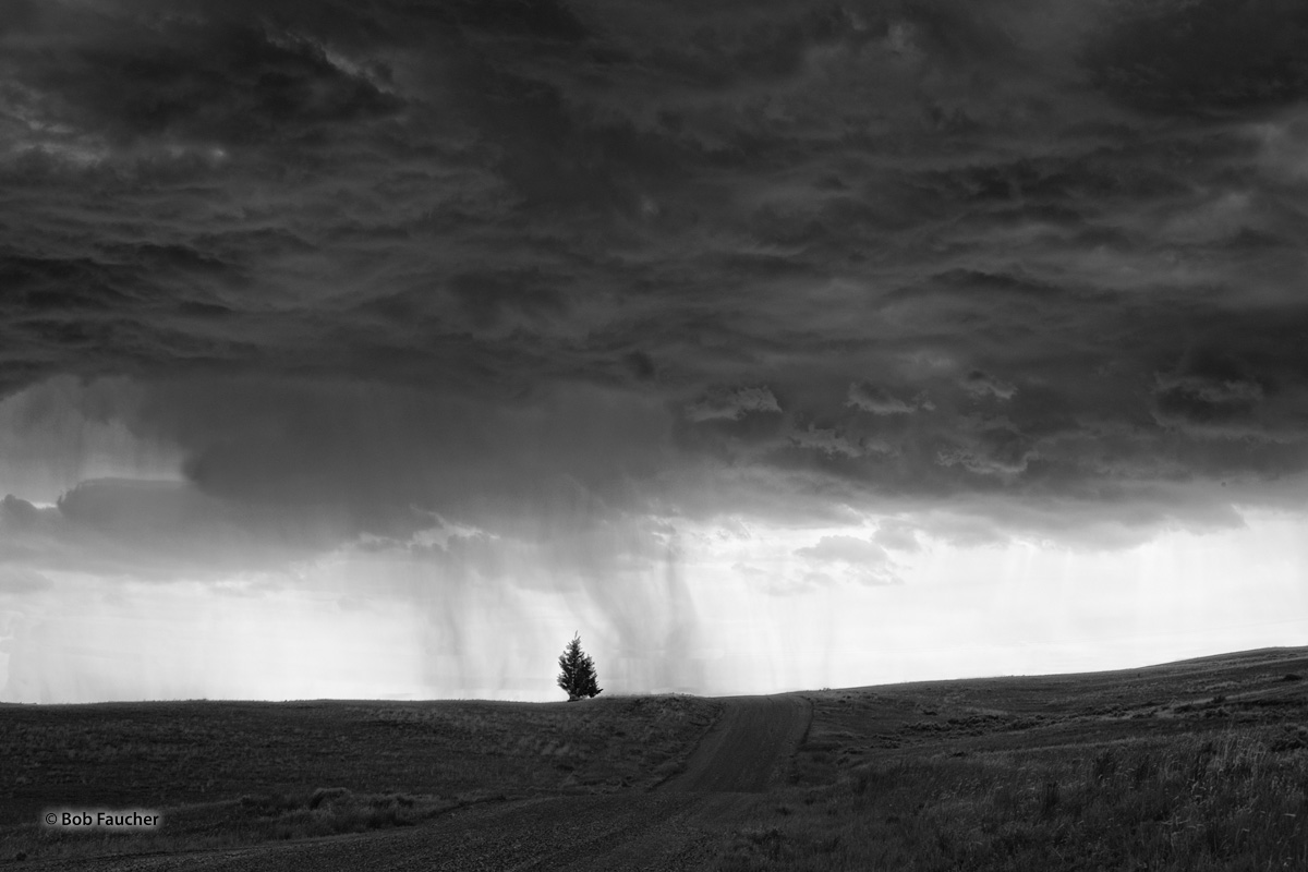 Watering the Tree A lone conifer near the Mountain High Highway in Montana, is situated on a ridge in the prairie, and framed by descending colums...
