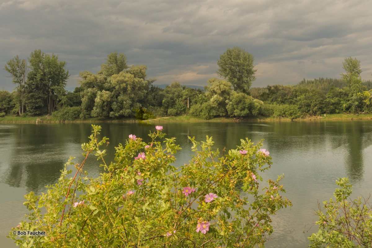 The botanical term for wild rose is "species rose", which means just what it says—a species that occurs naturally, with no...
