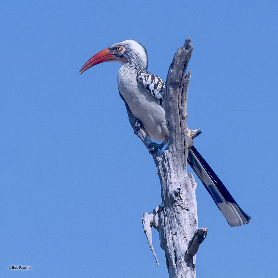 The red-billed hornbills (T. erythrorhynchus) are a group of hornbills found in savanna and woodland of sub-Saharan Africa. This...