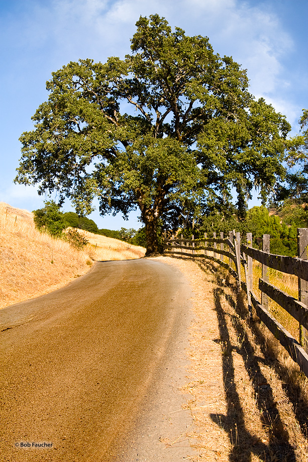 Fences and oaks line the well-traveled Reeves Canyon Road.