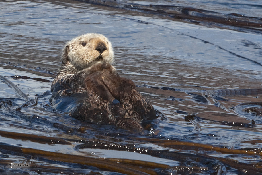 An adult sea otter (Enhydra lutris) rests comfortably on the surface, just slightly separated from the raft. In adults, the head...