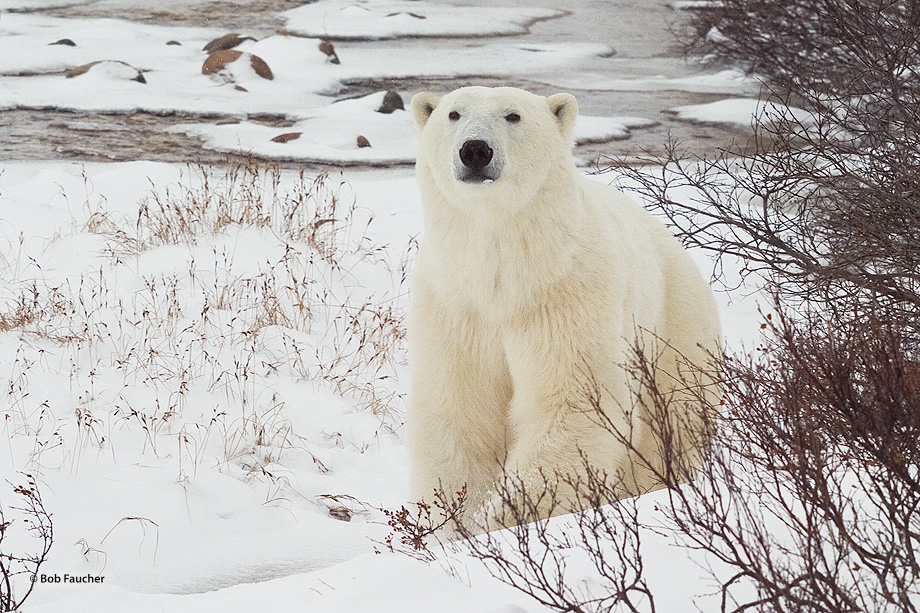This magnificent male polar bear (Ursus maritimus), looking absloutely photogenic, at the first moment he focused his attention...
