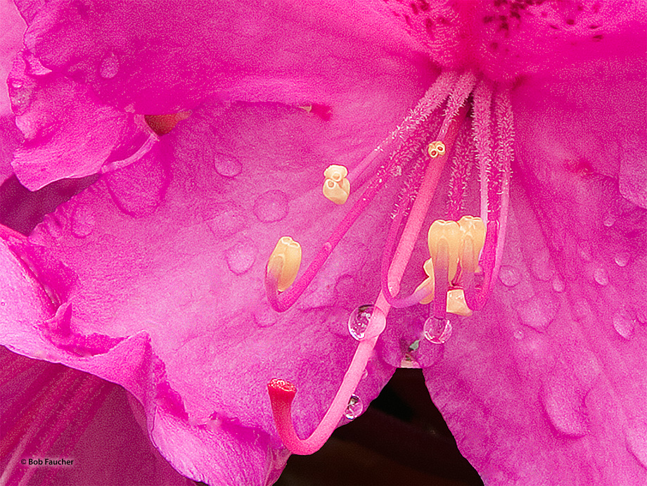 Rhodendron is a genus of 1,024 species of woody plants in the heath family (Ericaceae).  Most species have showy flowers.