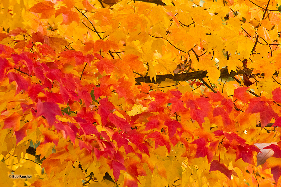 A wave of bright red maple leaves washes across the field of yellow maple leaves as the tree shows different colors corresponding...