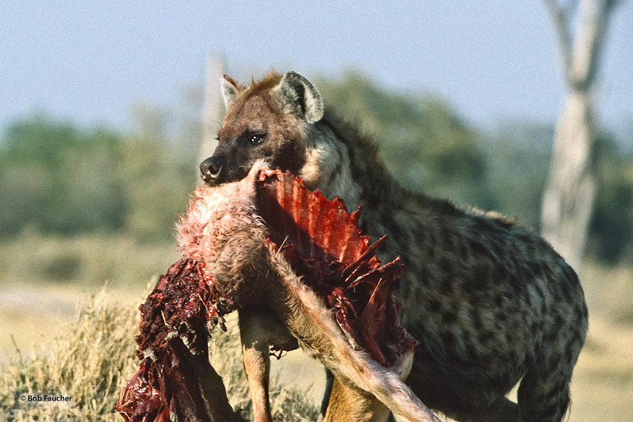 The spotted hyena is a highly successful animal, being the most common large carnivore in Africa. Its success is due in part...