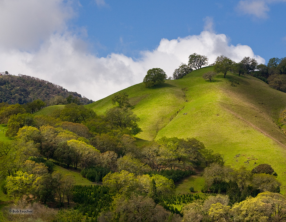 Verdant rolling hills, covered with oaks and grasses under blue skies with cumulus clouds and late morning sun providing shadows...