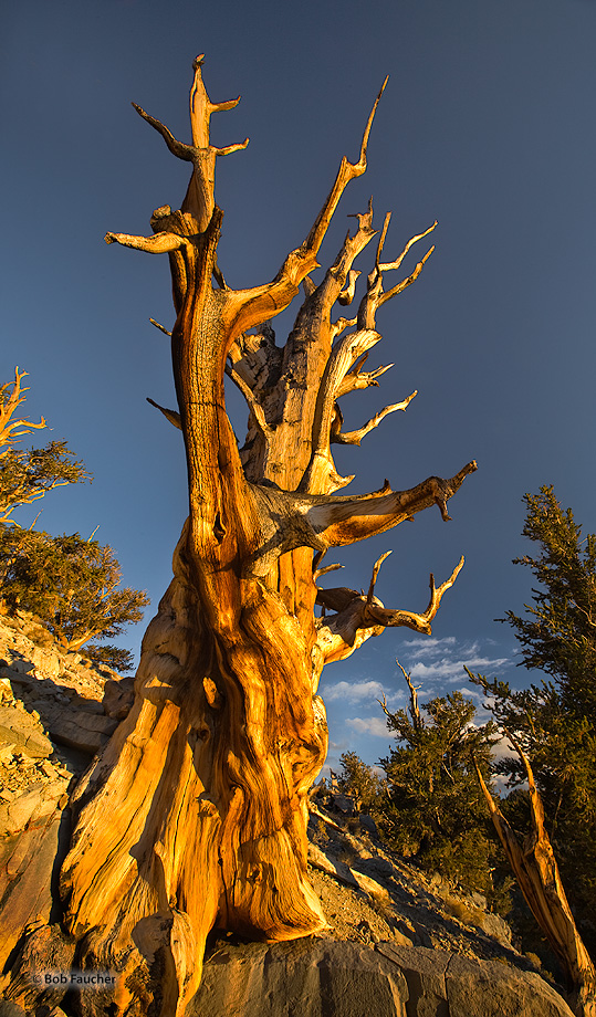 A weathered Bristlecone Pine, from it's rocky outcropping foothold, reaches for the sky as the warm light of evening bathes the...