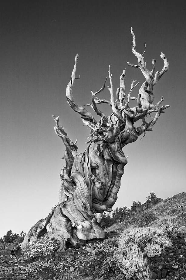 This marvelous specimen Bristlecone Pine has been photographed countless times yet still garners attention because of its extrordinary...