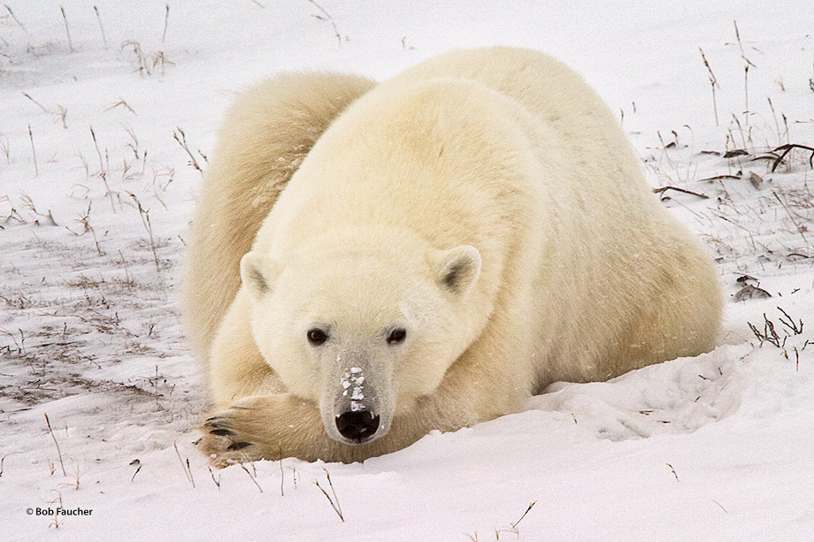 A disturbed bear (Ursus maritimus) appears puzzled