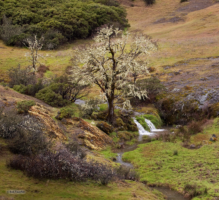 A small waterfall forms in a creek, fed by runoff, as it passes by a moss-covered oak tree in a pasture, on a dreary, rainy day...