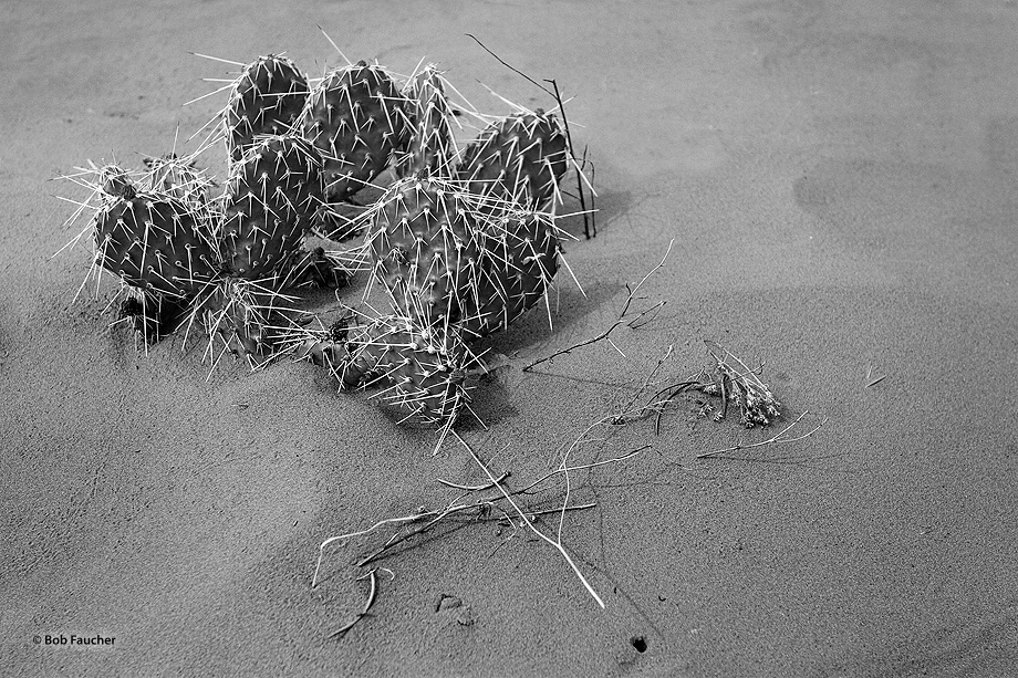 Prickly Pear cactus thrives in the shifting sands while the grasses submit to the harsh environment as tracks and burrows of...