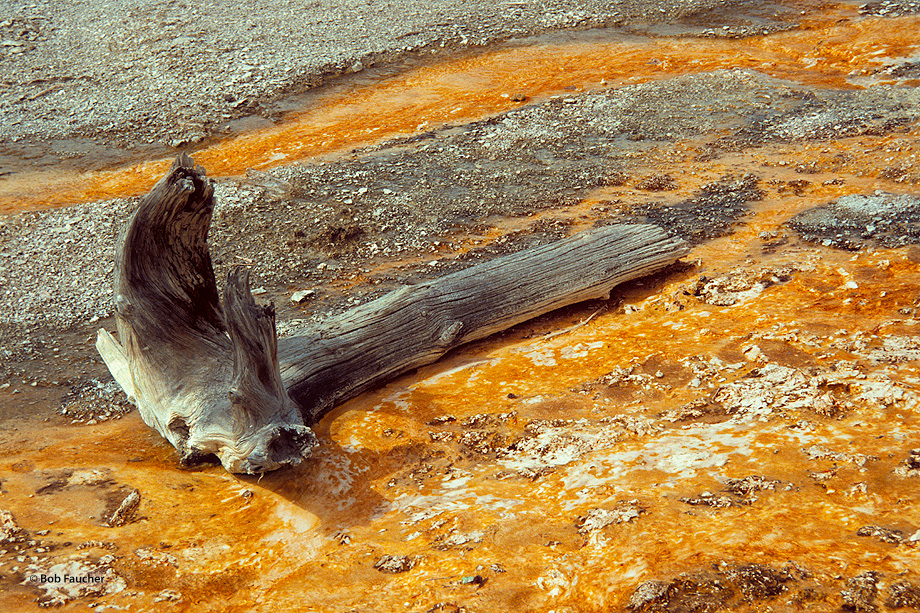 Silica sinter occurs around many hot springs worldwide, and contain a host of extremophilic microorganisms. There is no evidence...