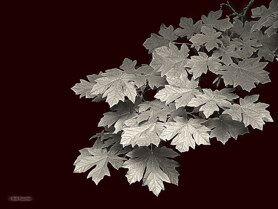 Bigleaf maple leaves