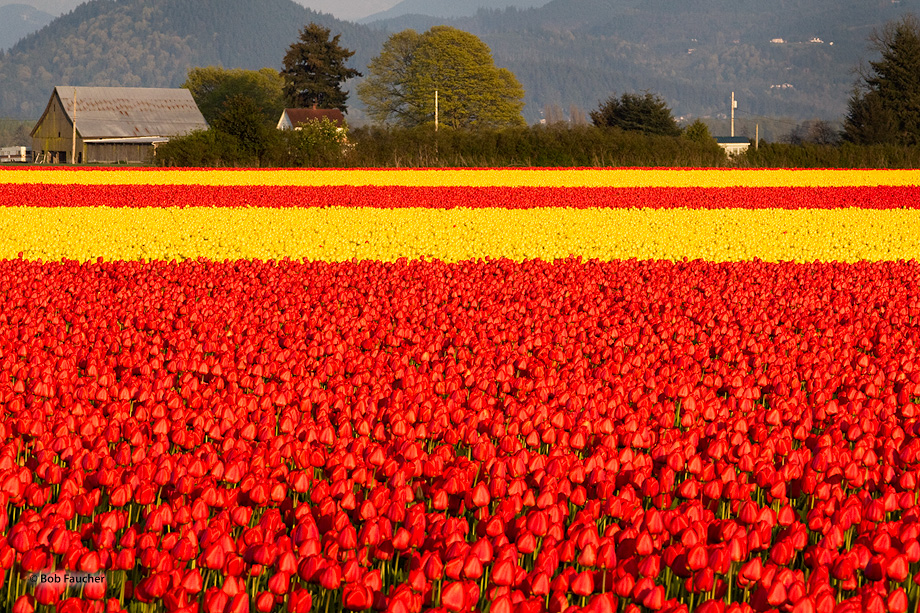 Alternating red and yellow fields of tulips in the Skagit Valley form progressively narrower stripes of color
