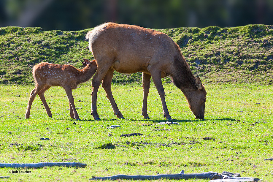 Elk calf nurses while mom grazes