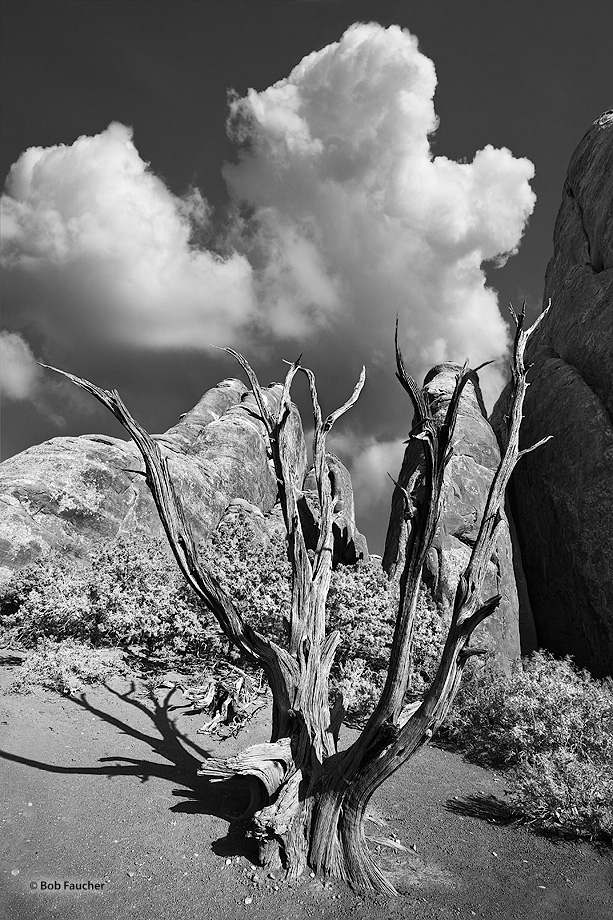 Cumulus clouds fill the desert sky at the entrance to the Fiery Furnace with a juniper snag guarding the sandstone fins that...