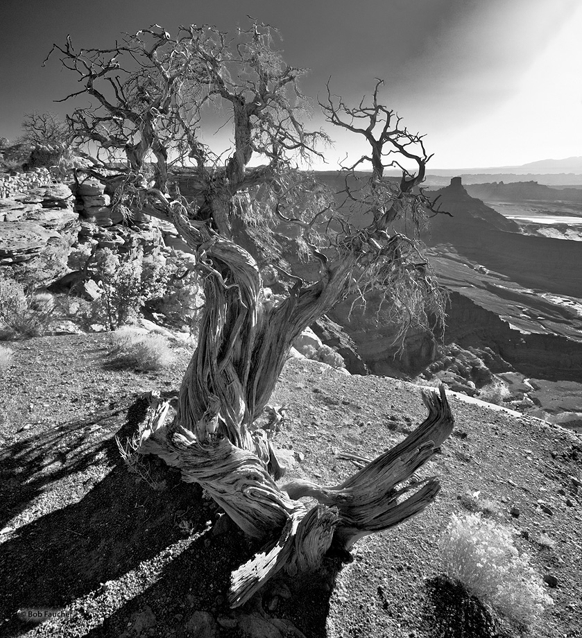 A twisted snag and unnamed butte overlook the Shafer Basin near Dead Horse Point at sunrise