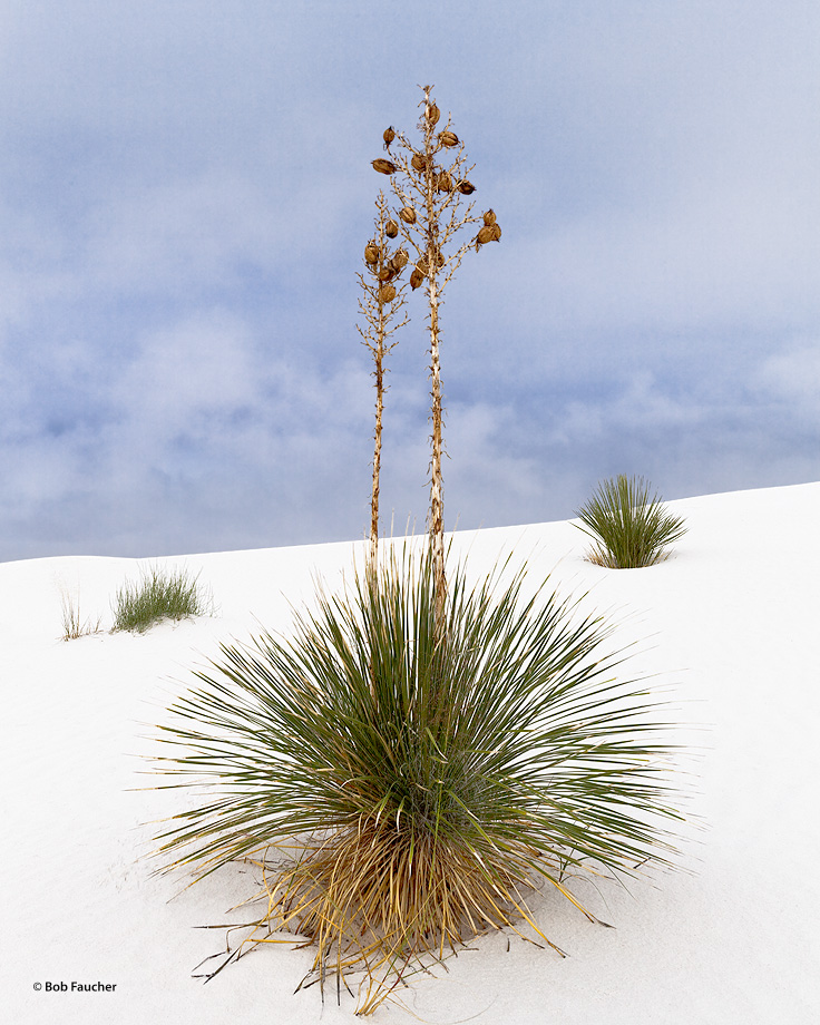 Soaptree yucca (Yucca elata) is the state flower of New Mexico. Here the blooms are spent, the seed pods open, and the seeds...