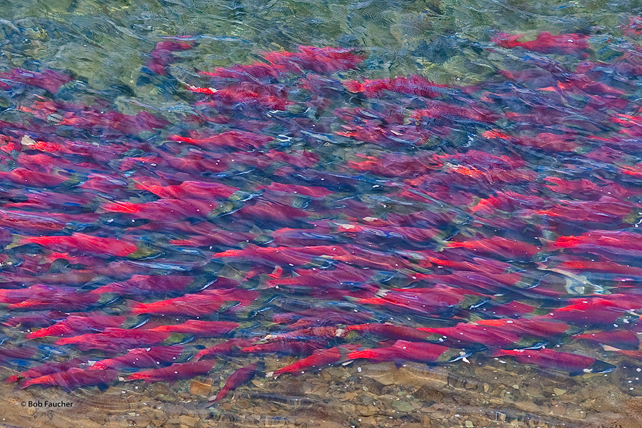 Moraine Creek might be one of Alaska's best fly-out fishing and photographic experiences. You can expect to see lots of non-human...