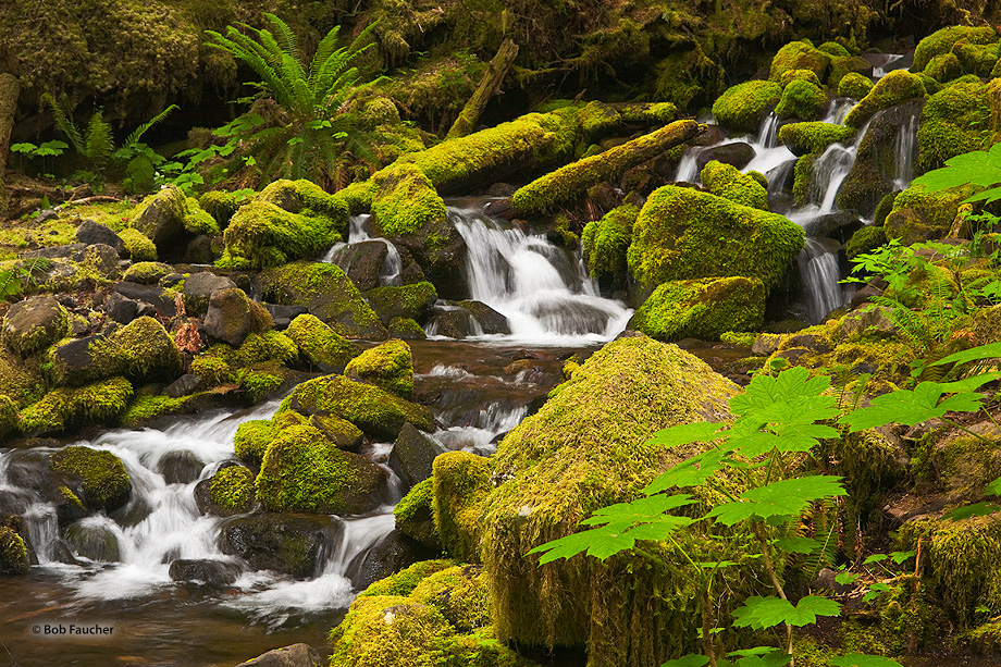 Numerous mountain streams help feed the Sol Duc River, including this cascade.