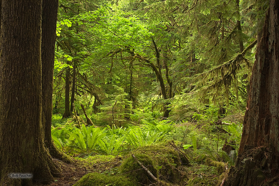 Old-growth features include diverse tree-related structures that provide diverse wildlife habitat that increases the bio-diversity...
