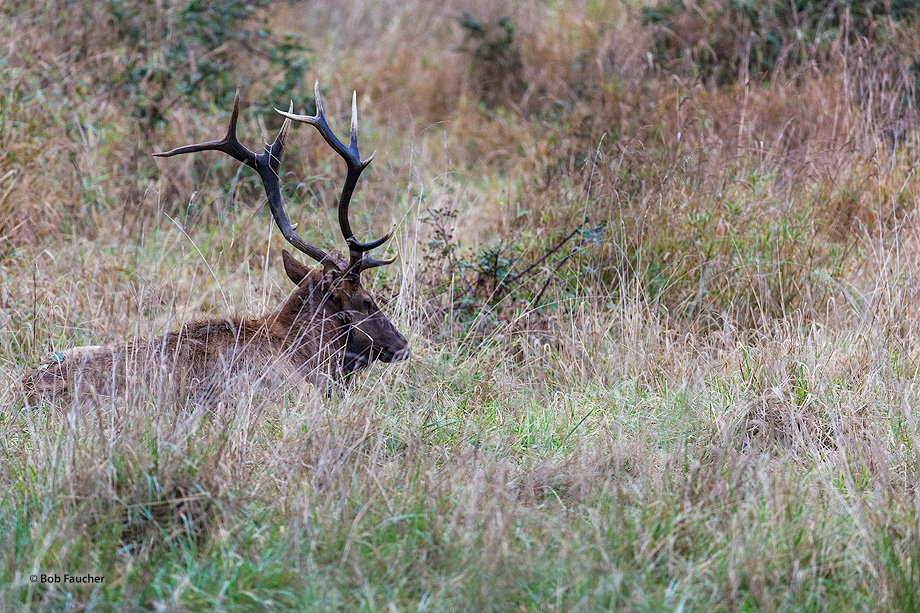 I watched this bull elk sit almost motionless for a very long time, staring intently, while the remainder of the herd rose from...